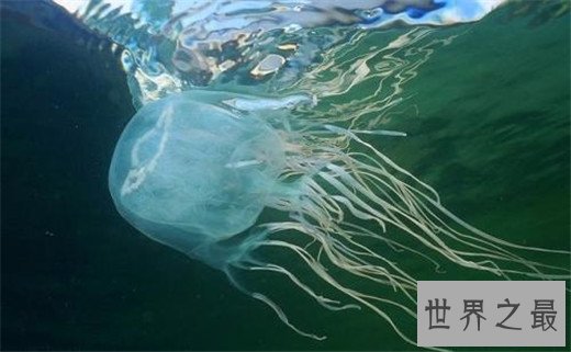 世界十大最毒动物,数十秒让任何生物毙命