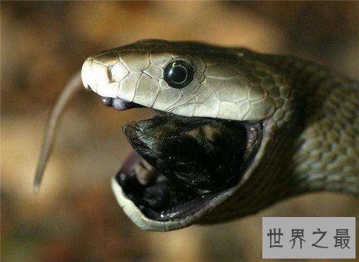世界十大最毒动物,数十秒让任何生物毙命