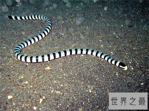 世界十大最毒动物,数十秒让任何生物毙命