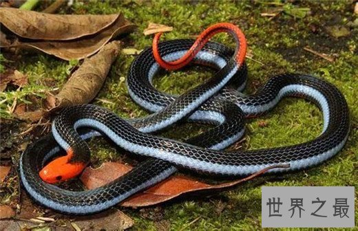 世界十大最毒动物,数十秒让任何生物毙命
