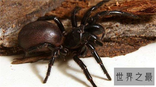 世界十大最毒动物,数十秒让任何生物毙命