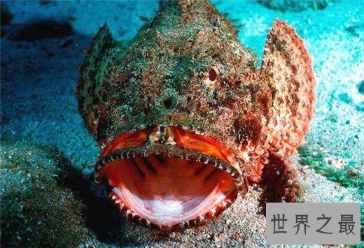 世界十大最毒动物,数十秒让任何生物毙命