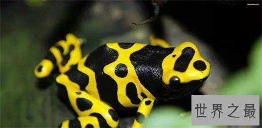 世界十大最毒动物,数十秒让任何生物毙命