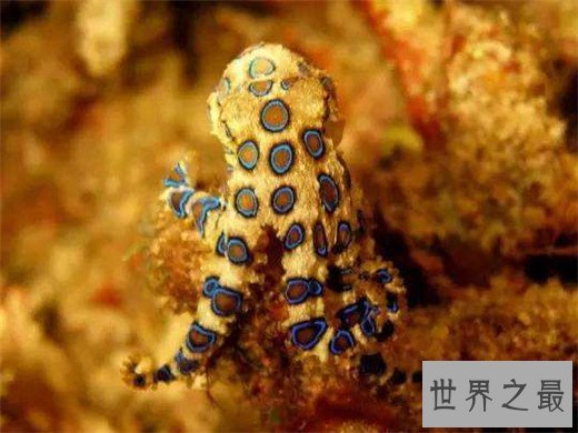 世界十大最毒动物,数十秒让任何生物毙命