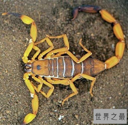世界十大最毒动物,数十秒让任何生物毙命