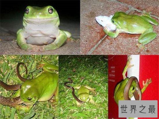 民间关于蛇的传说,庄周解梦中就有许多与蛇有关