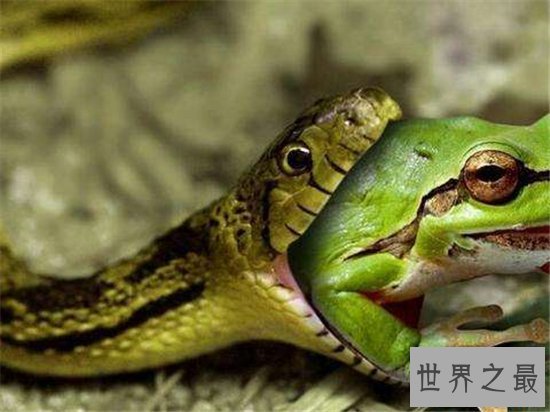 民间关于蛇的传说,庄周解梦中就有许多与蛇有关