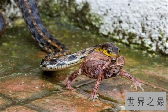 民间关于蛇的传说,庄周解梦中就有许多与蛇有关