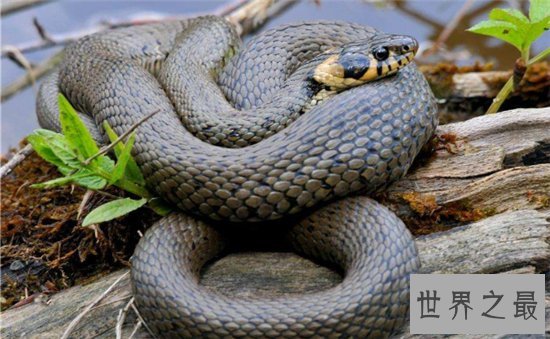 民间关于蛇的传说,庄周解梦中就有许多与蛇有关