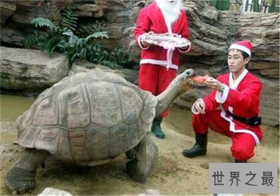 加拉帕戈斯象龟,是目前世界上最大的陆地龟