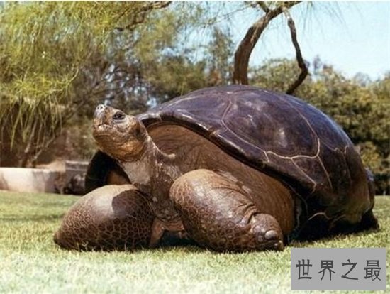 加拉帕戈斯象龟,是目前世界上最大的陆地龟