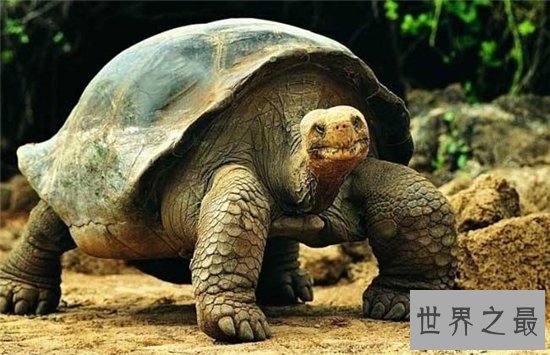 加拉帕戈斯象龟,是目前世界上最大的陆地龟