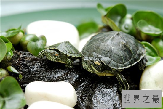 巴西红耳龟并不难饲养,细心照顾勤换水就能存活