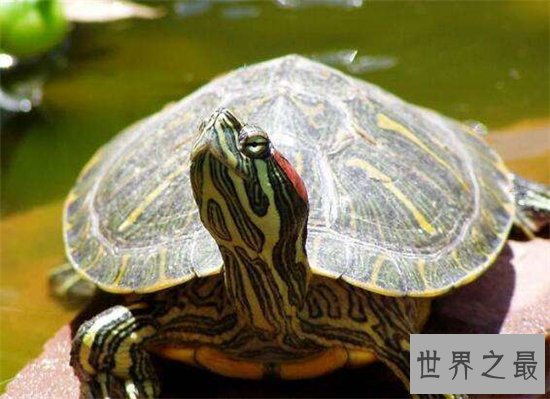 巴西红耳龟并不难饲养,细心照顾勤换水就能存活