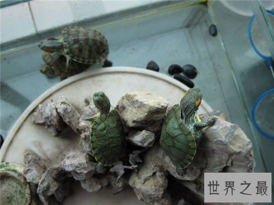 巴西红耳龟并不难饲养,细心照顾勤换水就能存活