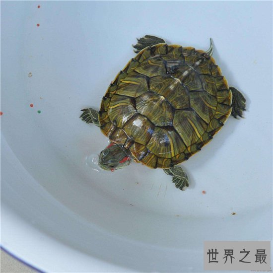巴西红耳龟并不难饲养,细心照顾勤换水就能存活