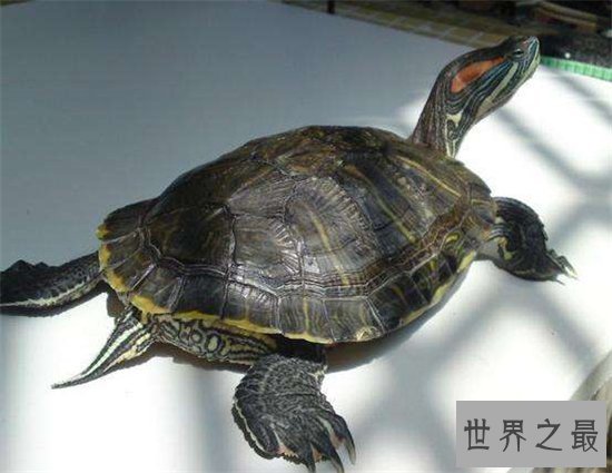 巴西红耳龟并不难饲养,细心照顾勤换水就能存活
