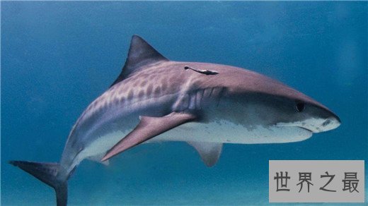 速度最快的十种海洋动物,金枪鱼瞬时可达160km
