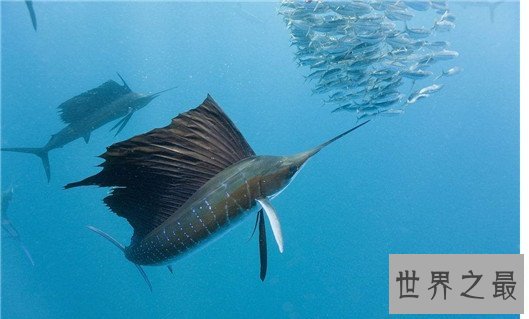 速度最快的十种海洋动物,金枪鱼瞬时可达160km