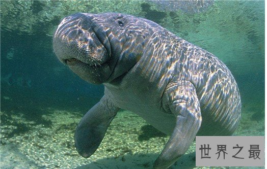 速度最快的十种海洋动物,金枪鱼瞬时可达160km