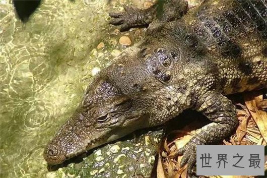 世界上最凶残的鳄鱼，湾鳄曾吞食千名日军