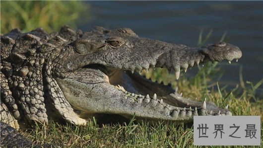 世界上最凶残的鳄鱼，湾鳄曾吞食千名日军