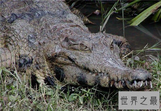 世界上最凶残的鳄鱼，湾鳄曾吞食千名日军