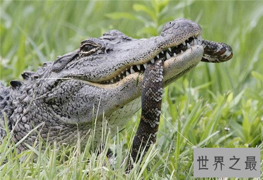 世界上最凶残的鳄鱼，湾鳄曾吞食千名日军