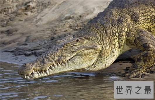 世界上最凶残的鳄鱼，湾鳄曾吞食千名日军