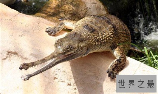 世界上最凶残的鳄鱼，湾鳄曾吞食千名日军