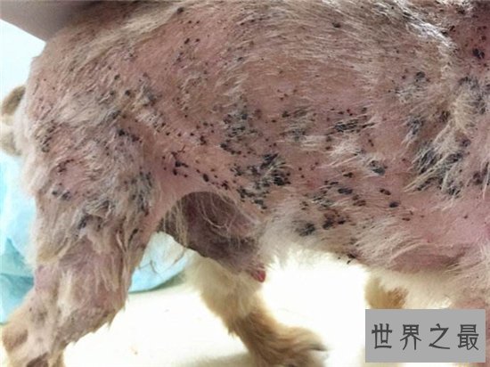 地球十大恐怖生物，每一种都能让一个成年人轻松丧命！