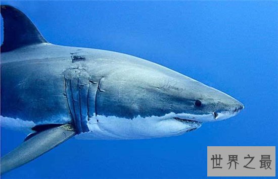 地球十大恐怖生物，每一种都能让一个成年人轻松丧命！