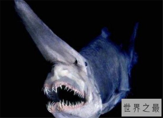 地球十大恐怖生物，每一种都能让一个成年人轻松丧命！