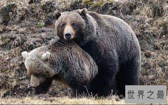 地球十大恐怖生物，每一种都能让一个成年人轻松丧命！