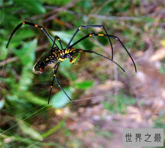 地球十大恐怖生物，每一种都能让一个成年人轻松丧命！