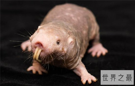 地球十大恐怖生物，每一种都能让一个成年人轻松丧命！