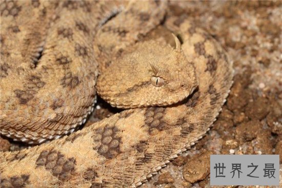世界十大致命毒蛇，一点点毒液就能杀死一个成年人！