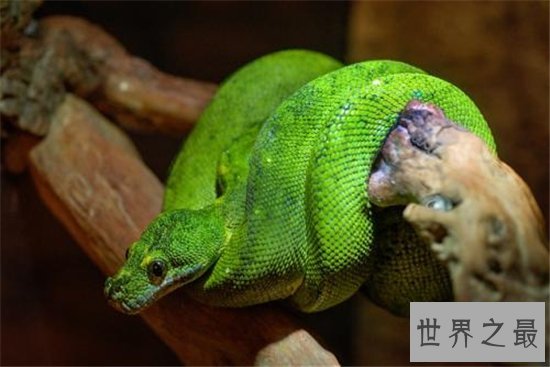 世界十大致命毒蛇，一点点毒液就能杀死一个成年人！