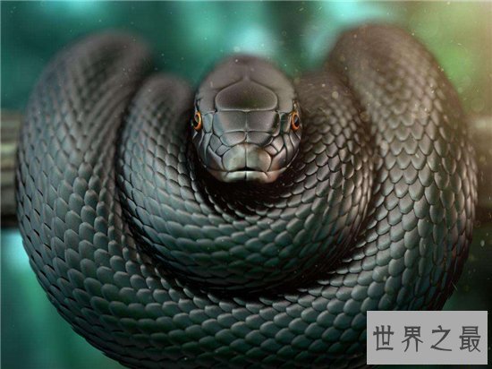 世界十大致命毒蛇，一点点毒液就能杀死一个成年人！