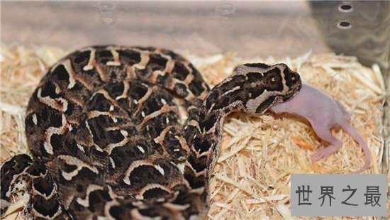 世界十大致命毒蛇，一点点毒液就能杀死一个成年人！