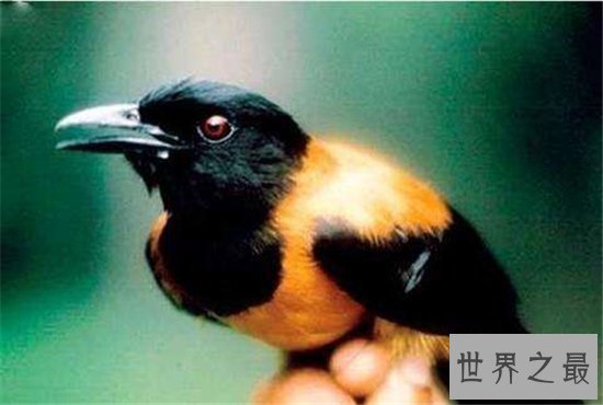 世界十大美丽又危险的动物,第一名的蛋竟然是蓝色!