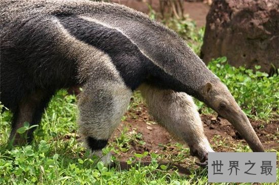 世界十大美丽又危险的动物,第一名的蛋竟然是蓝色!