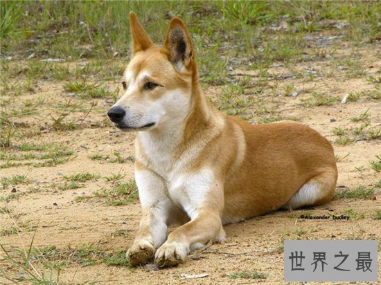 世界十大美丽又危险的动物,第一名的蛋竟然是蓝色!