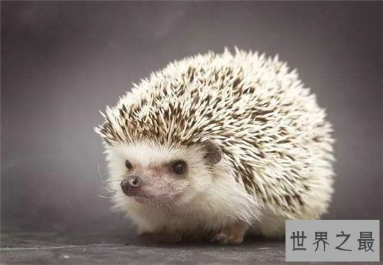 世界十大美丽又危险的动物,第一名的蛋竟然是蓝色!