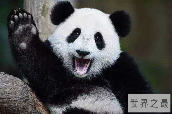 世界十大美丽又危险的动物,第一名的蛋竟然是蓝色!