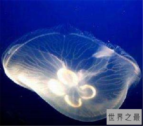 世界十大美丽又危险的动物,第一名的蛋竟然是蓝色!