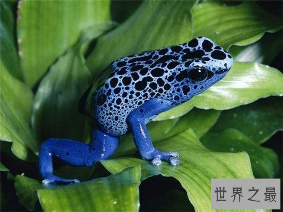 世界十大美丽又危险的动物,第一名的蛋竟然是蓝色!