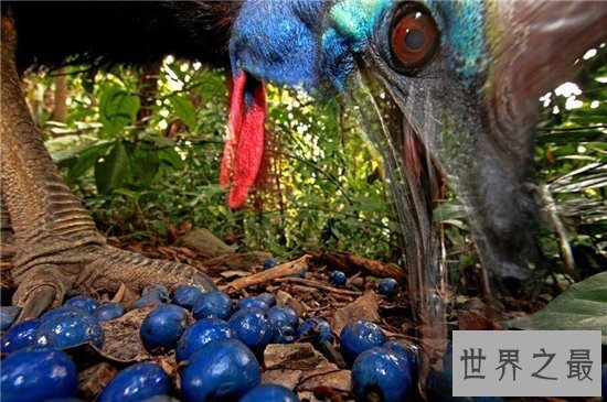 世界十大美丽又危险的动物,第一名的蛋竟然是蓝色!