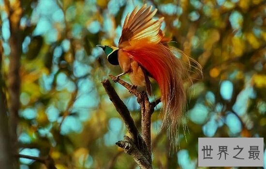 世界十大美丽鸟类排行榜，让我们领略大自然的美。