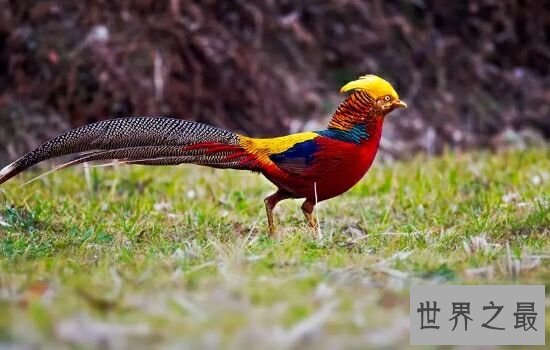 世界十大美丽鸟类排行榜，让我们领略大自然的美。